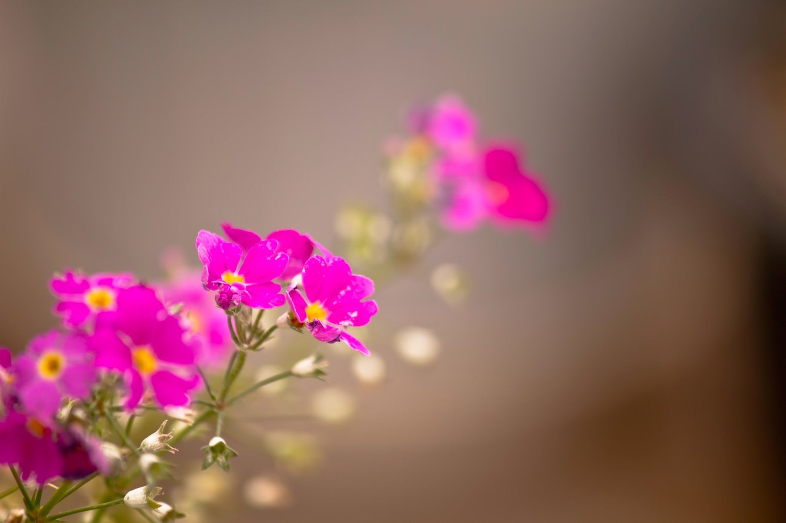 「ピンク色の小さな花」の写真