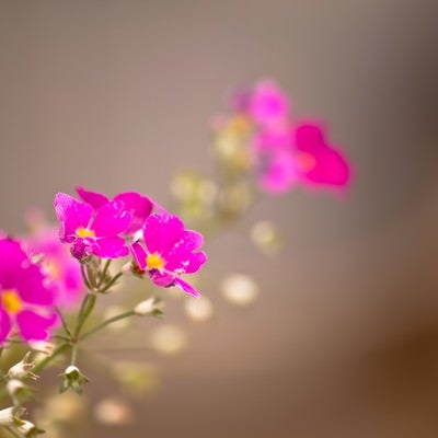 ピンク色の小さな花の写真