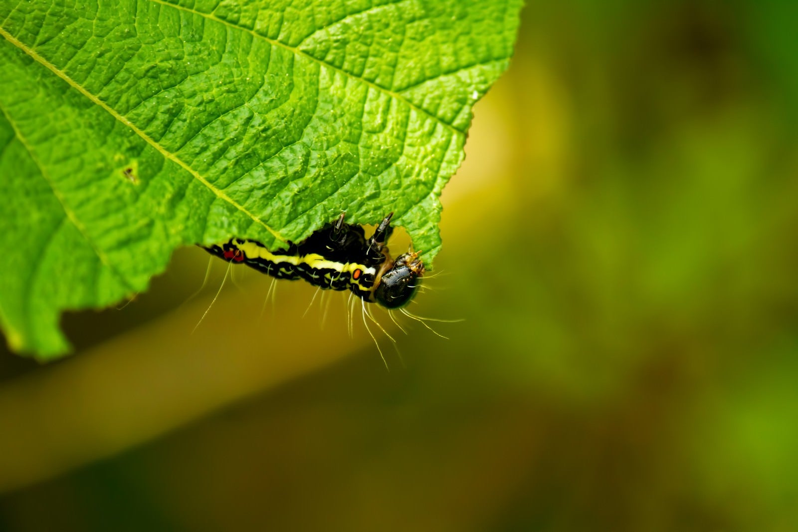 「［虫注意］葉を食べる毛虫」の写真