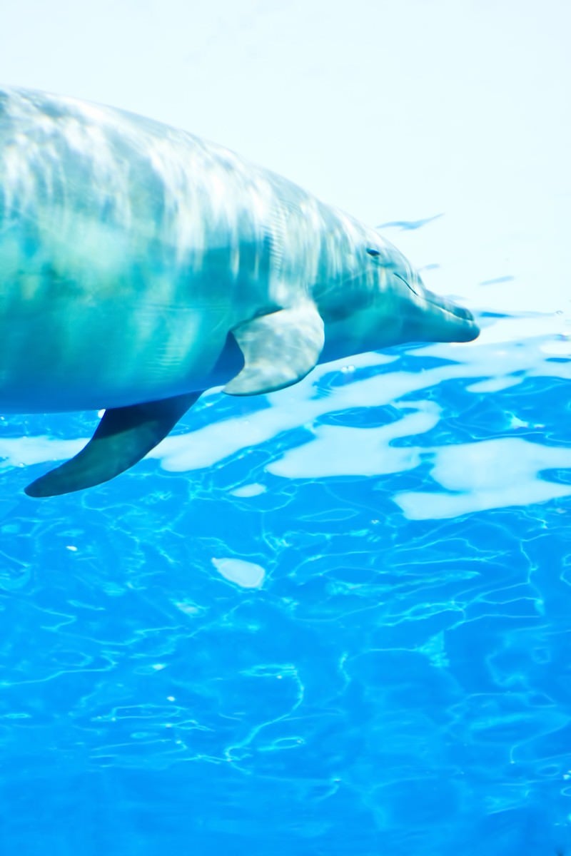 「水族館のイルカ」の写真