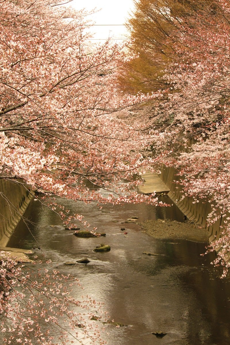 「板橋十景 石神井川の桜」の写真