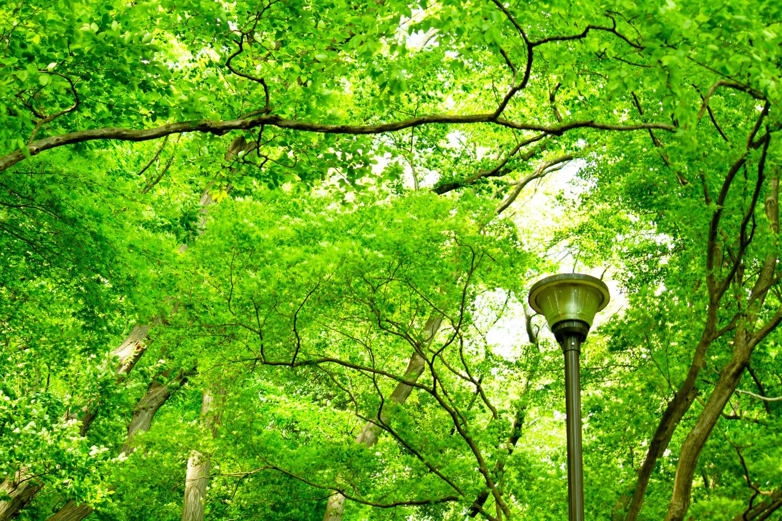 「木々と街灯」の写真