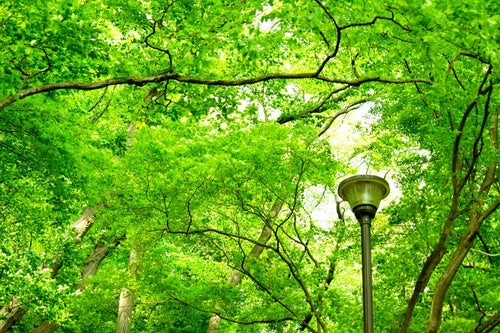 木々と街灯の写真
