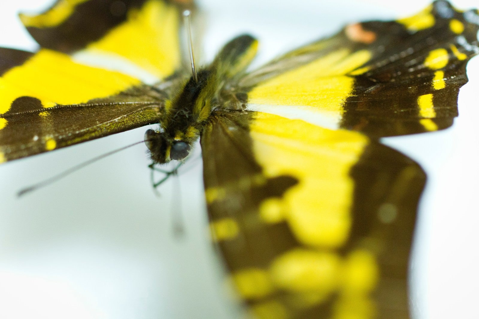 「黄色い蝶の標本（マクロ）」の写真