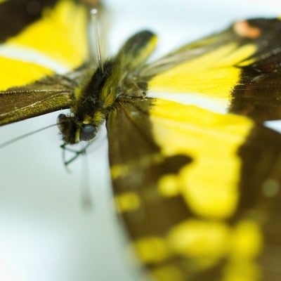 黄色い蝶の標本（マクロ）の写真