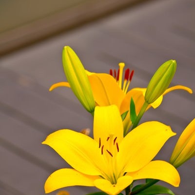 黄色い百合の花の写真