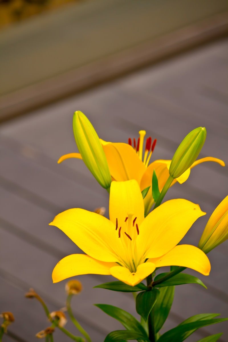 「黄色い百合の花」の写真
