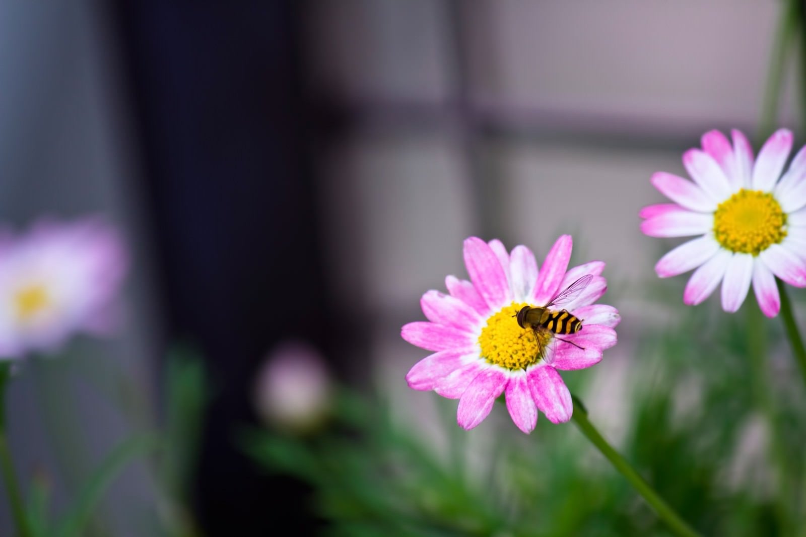 「花の蜜を吸う虻」の写真