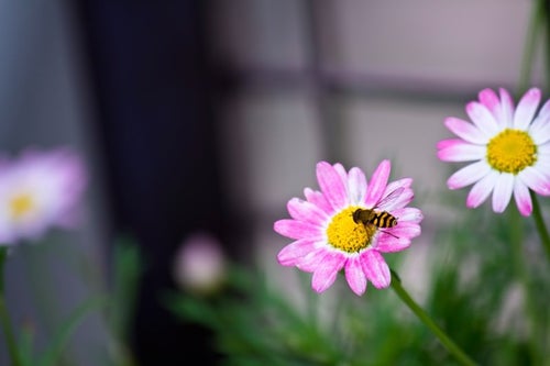 花の蜜を吸う虻の写真