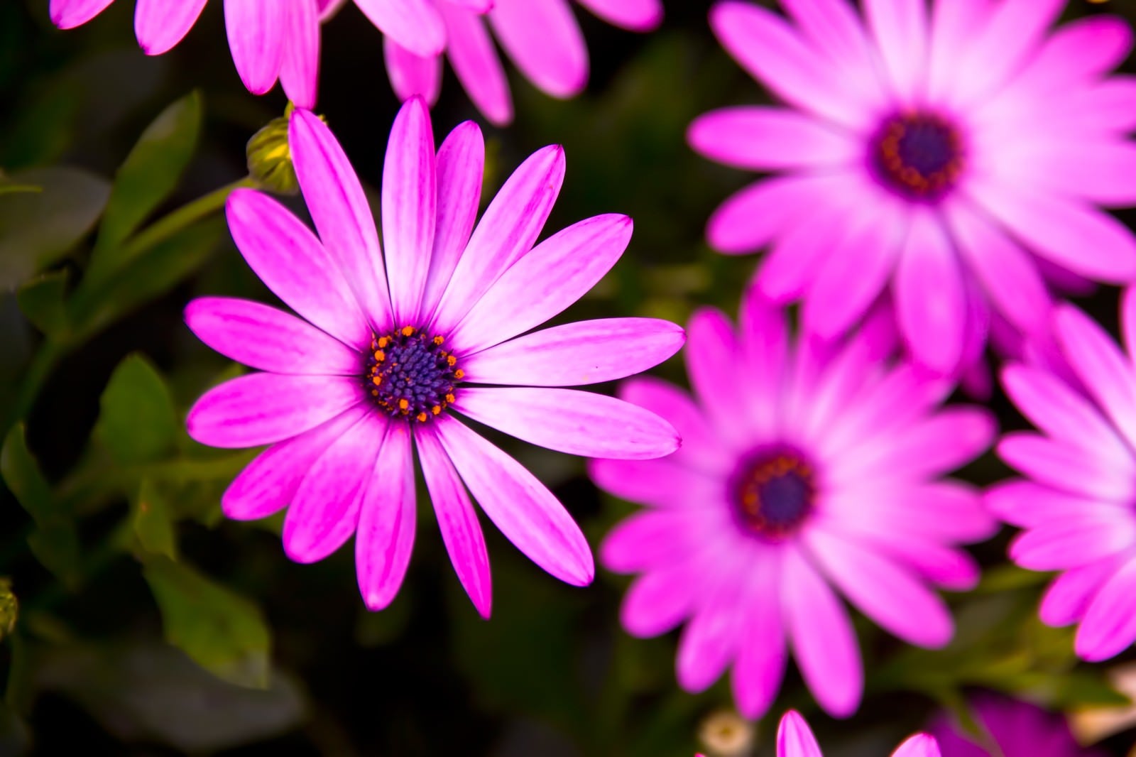 「紫色の花」の写真