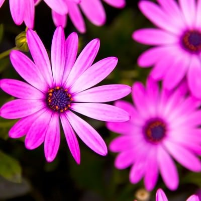 紫色の花の写真