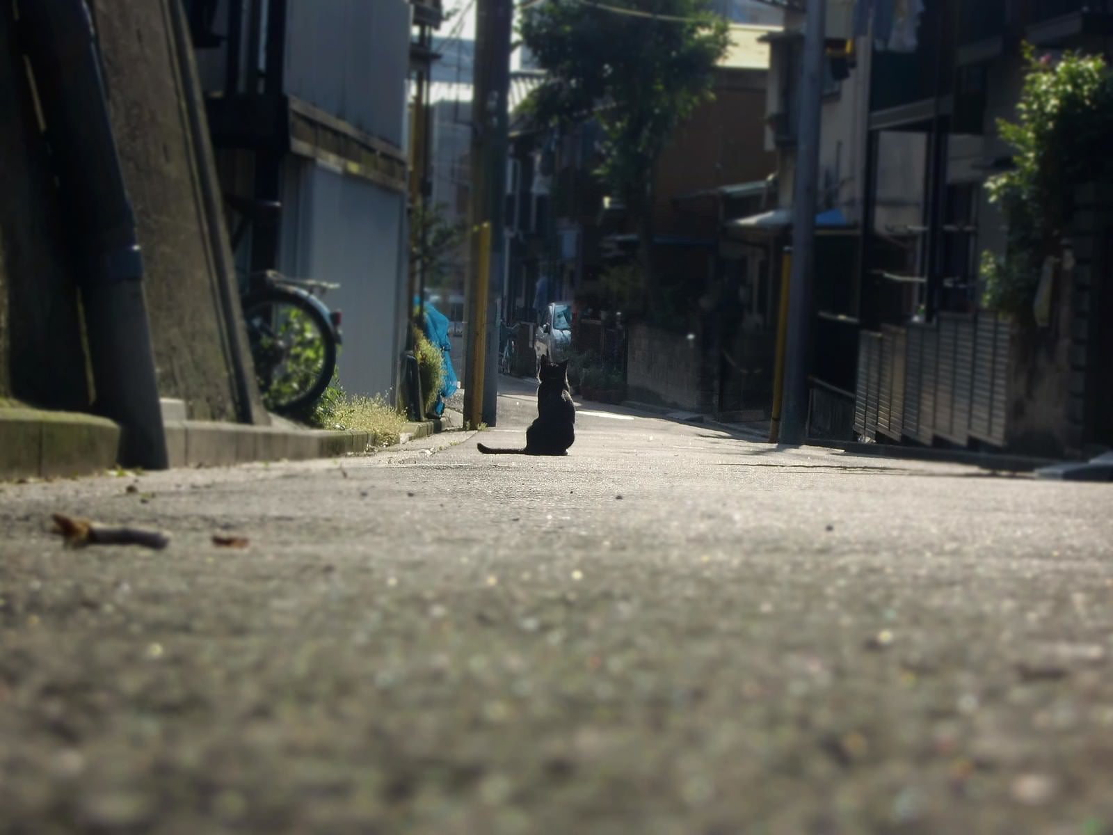 「主人の帰りを待つ猫」の写真
