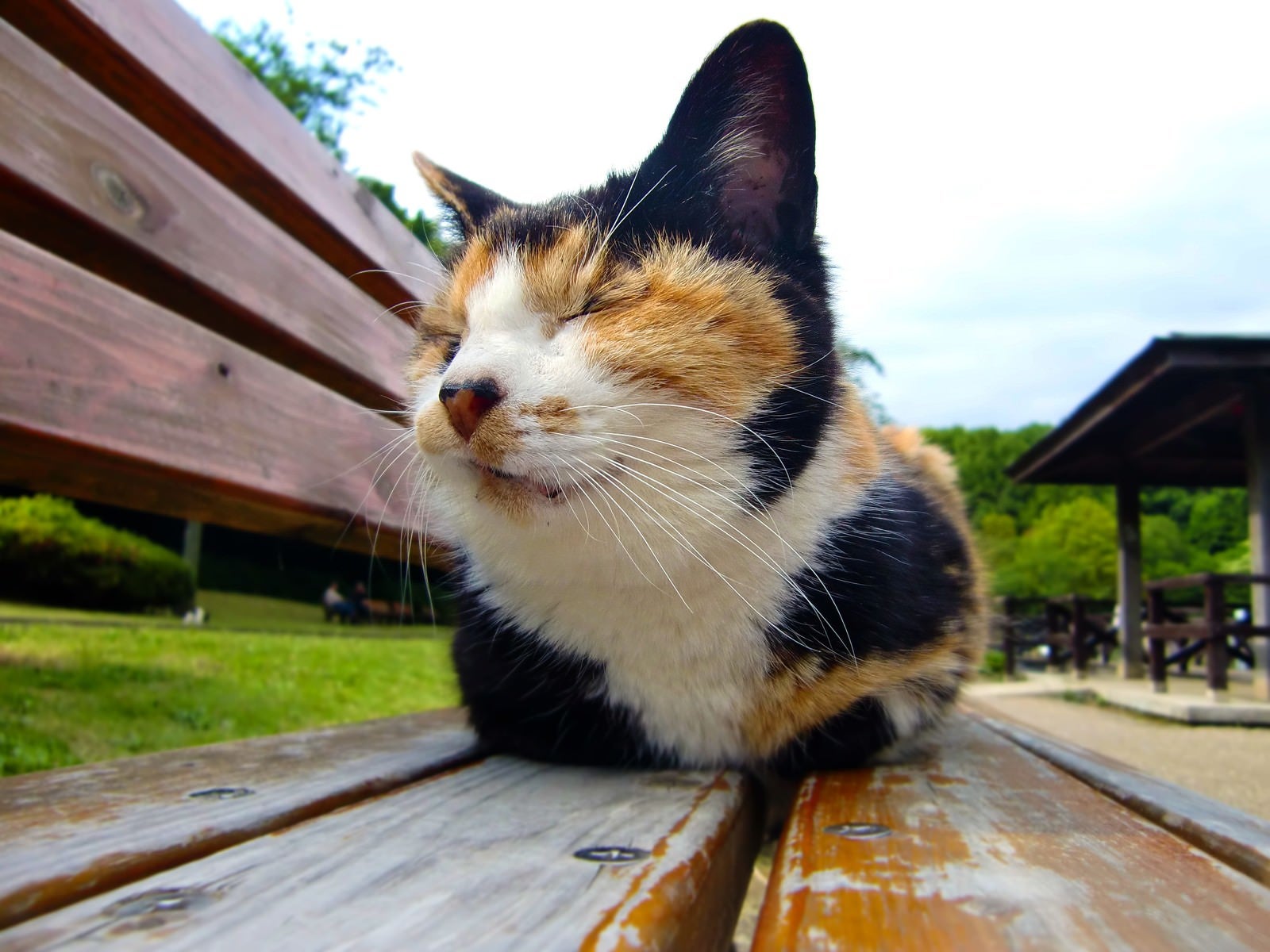 「ベンチに座る猫（ブチ）」の写真
