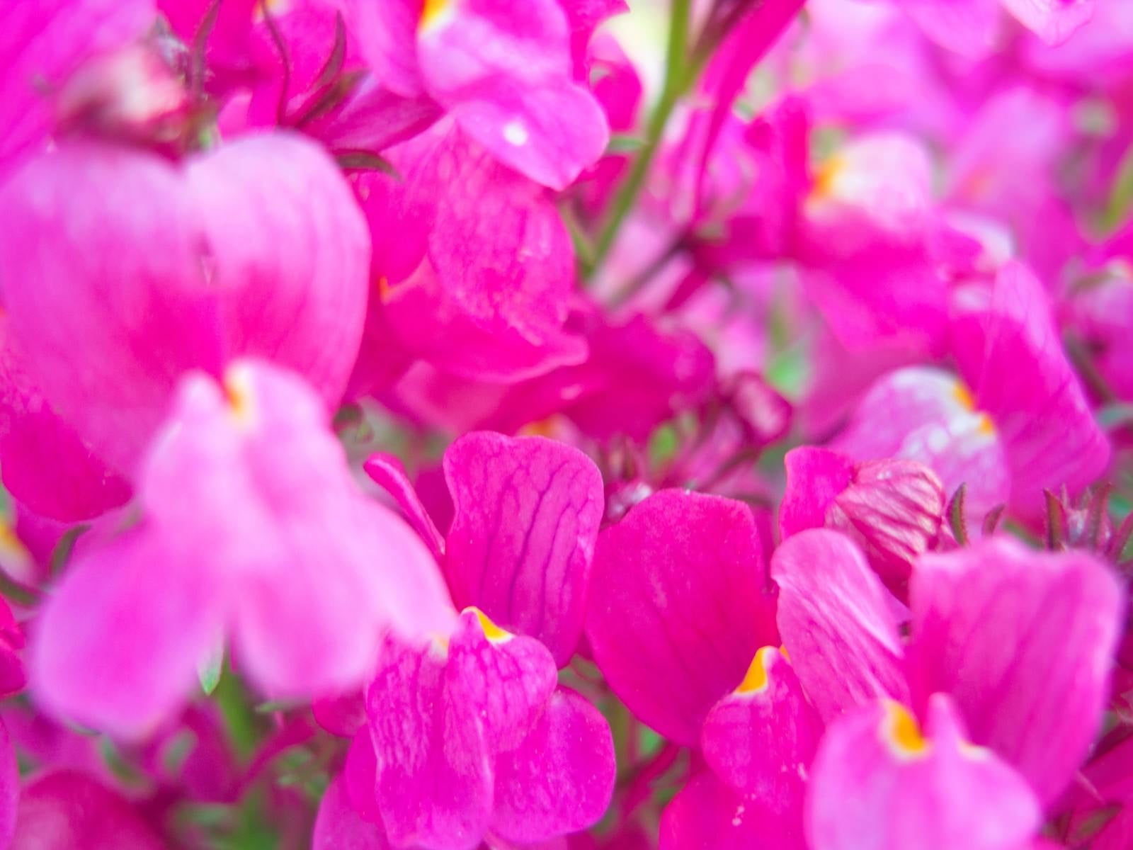 「ピンクのお花」の写真