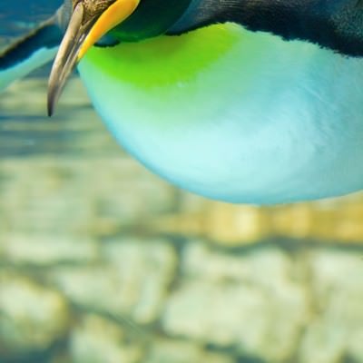 水族館のペンギンの写真