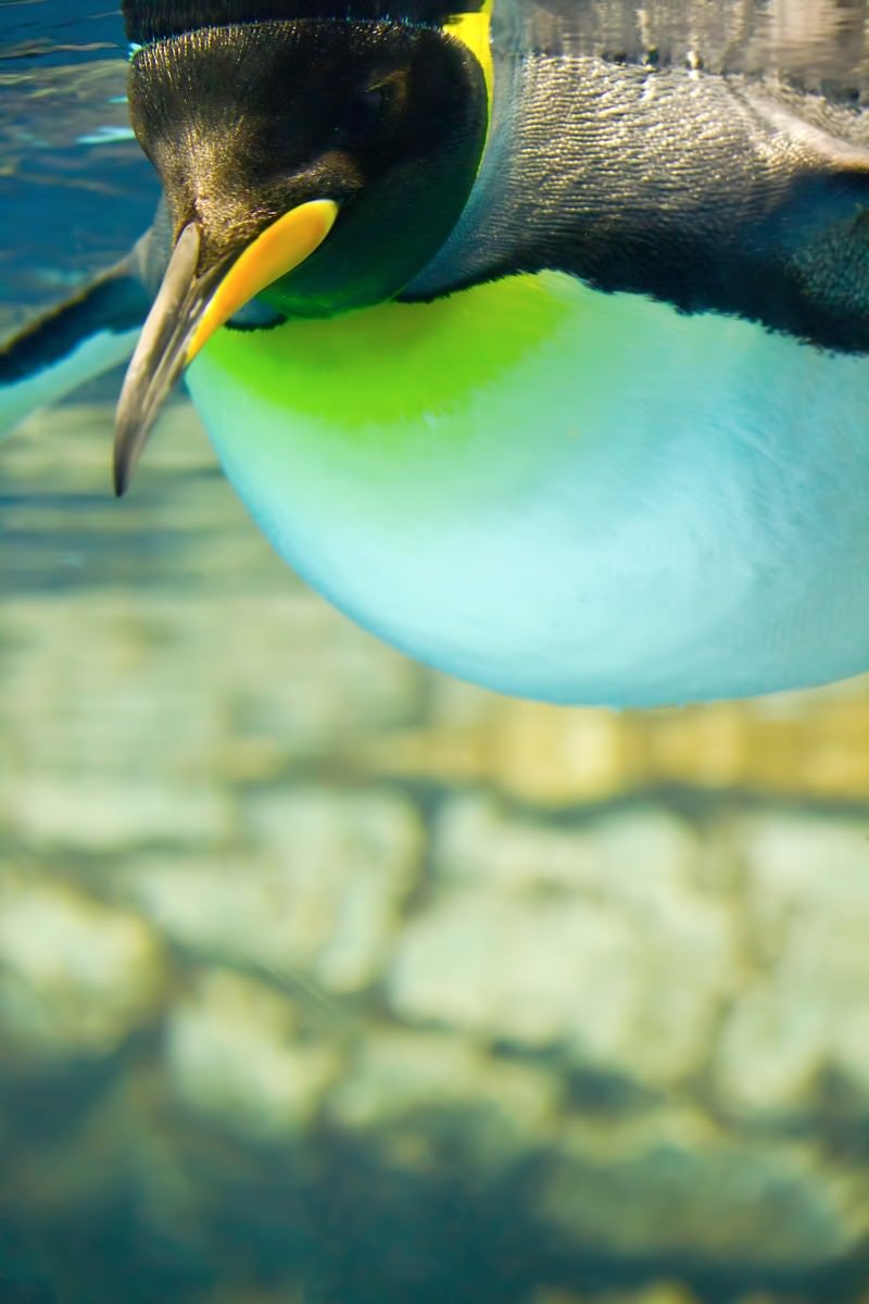 「水族館のペンギン」の写真