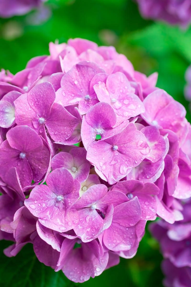 濡れたピンクの紫陽花の写真