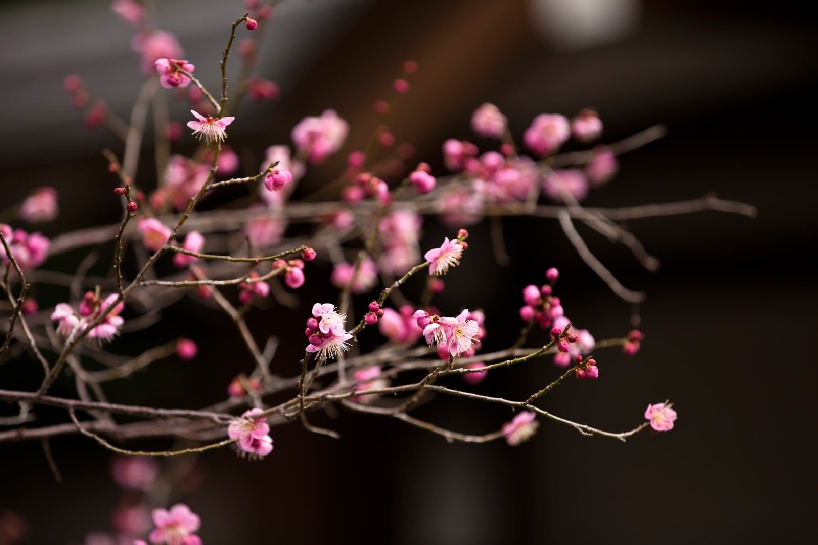 「ピンク色の梅の花」の写真