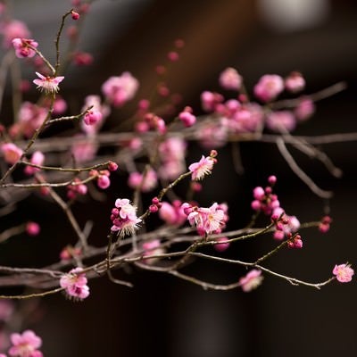 ピンク色の梅の花の写真
