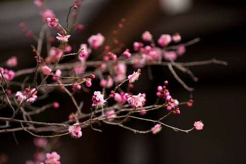 ピンク色の梅の花の写真