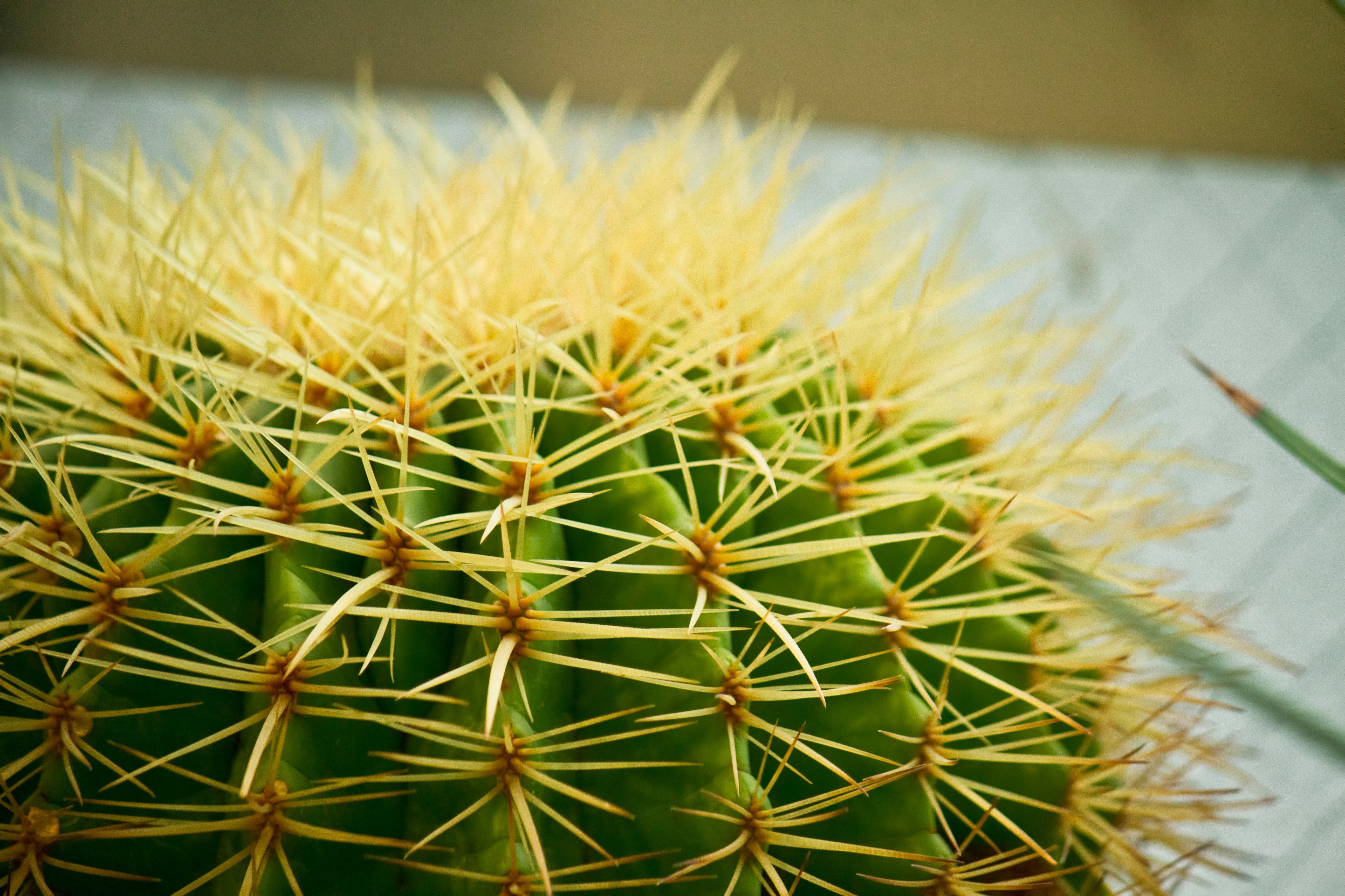 PP_saboten.jpg?&download=1