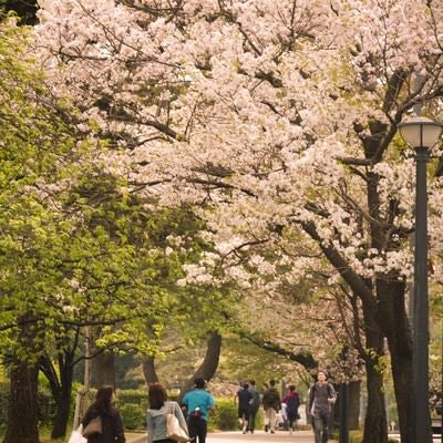 皇居の桜並木の写真
