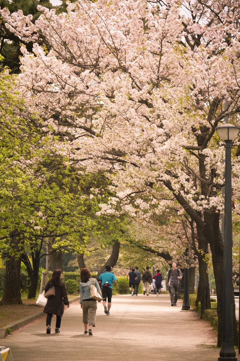 「皇居の桜並木」の写真