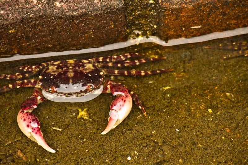 平家ガニの剥製標本：ヘイケガニ科の海洋生物教育 - ぱくたそ