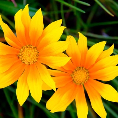 太陽の黄色い花の写真
