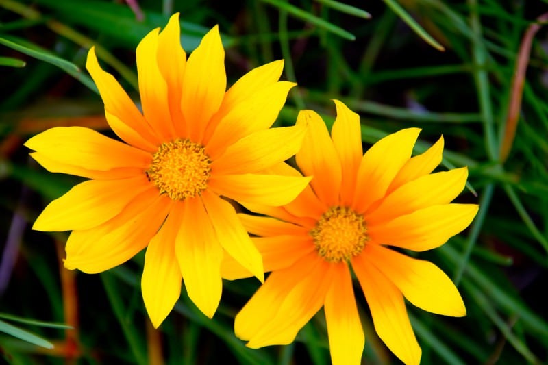 太陽の黄色い花の写真