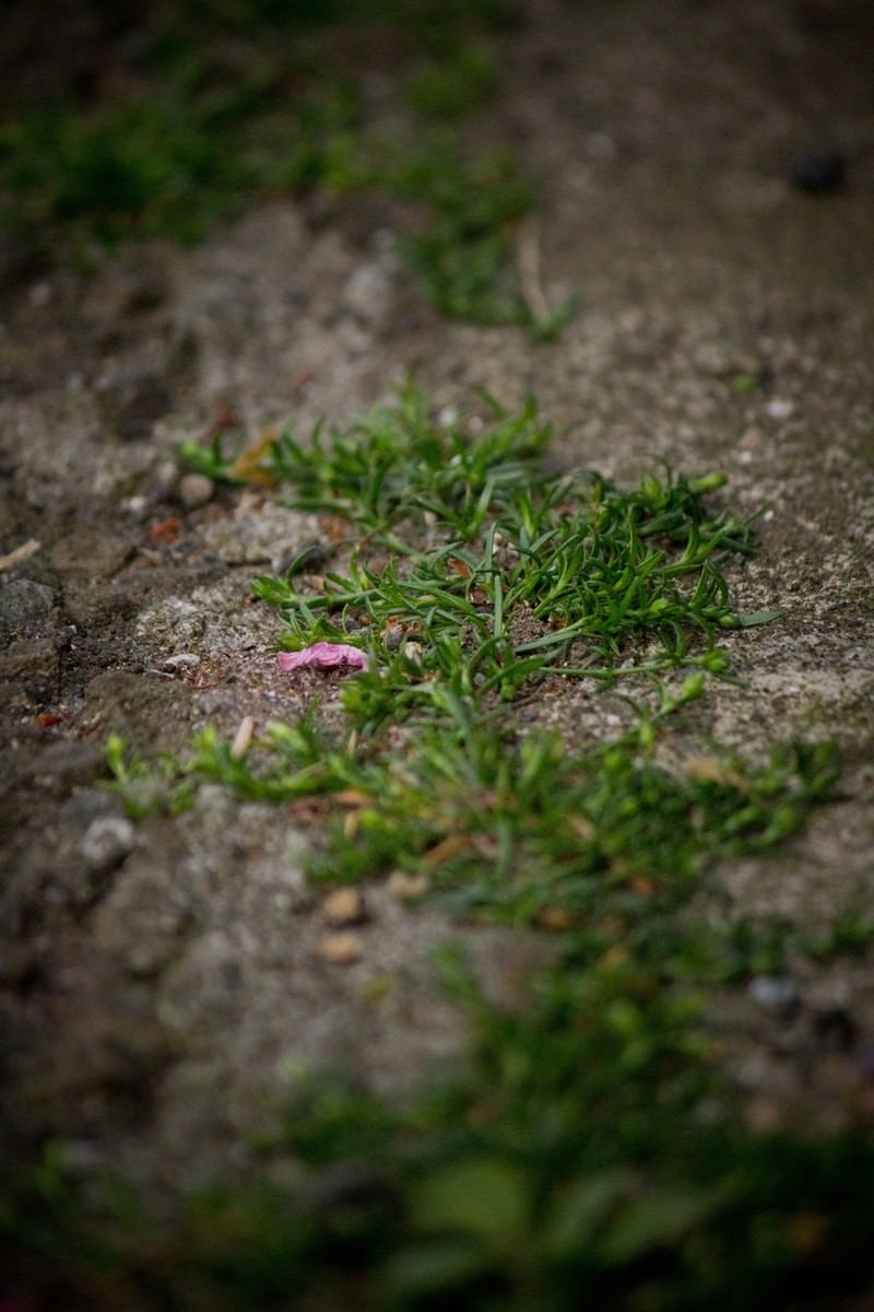 「道端の雑草と花びら | フリー素材のぱくたそ」の写真