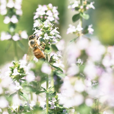 花の蜜を採るミツバチの写真