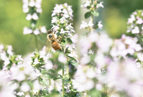 花の蜜を採るミツバチの写真