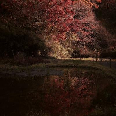 秋の森で見つけた池に映る色鮮やかな紅葉の写真