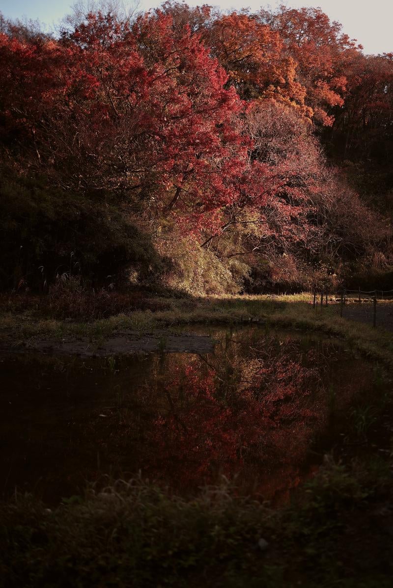 秋の森で見つけた池に映る色鮮やかな紅葉の写真