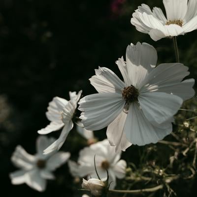 コスモスの白い花びらが光を透かす様子の写真
