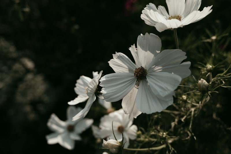コスモスの白い花びらが光を透かす様子の写真