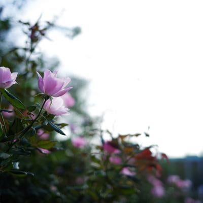 柔らかな朝日を浴びて咲く薄紅色のバラの写真