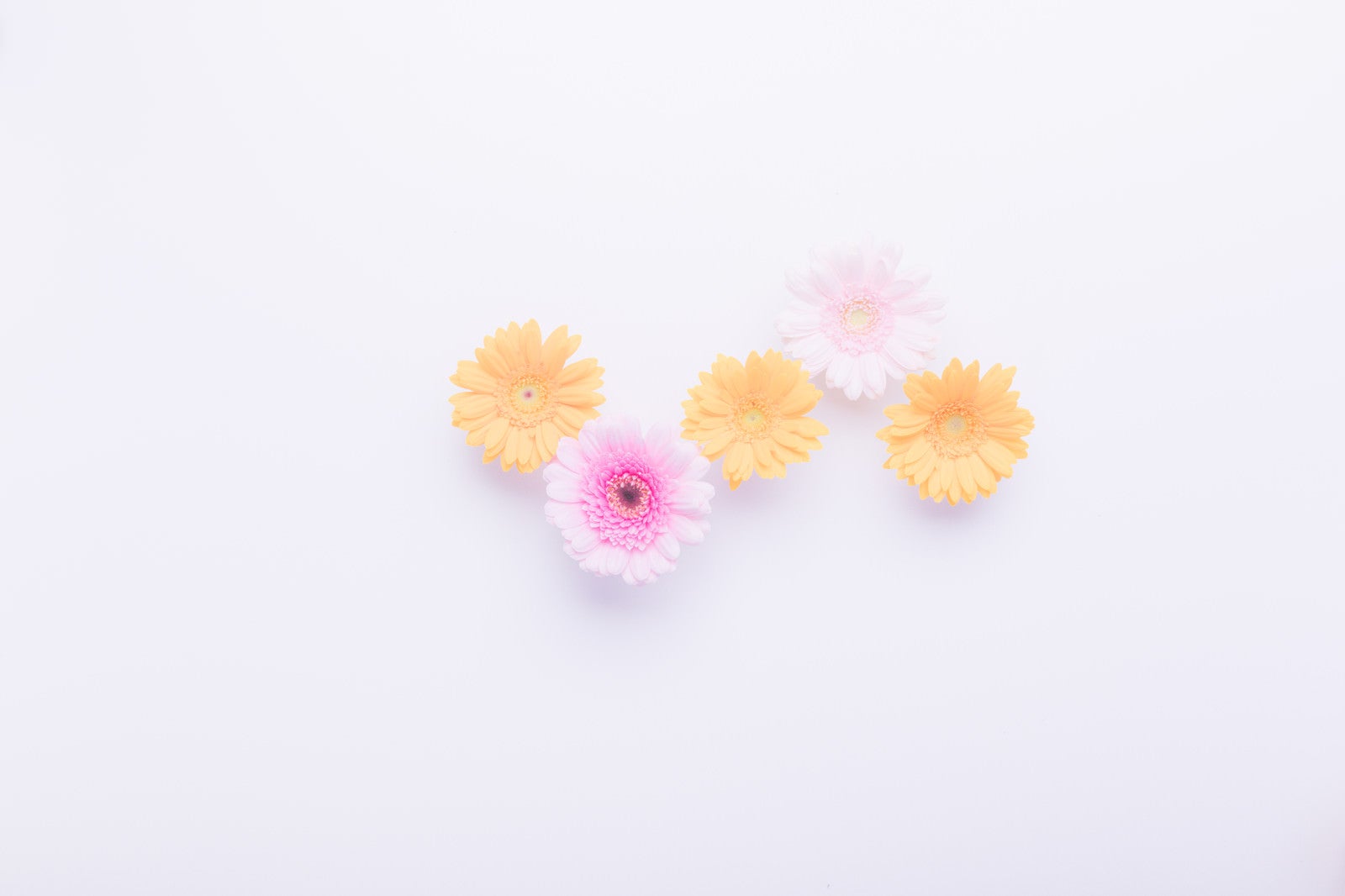 「白紙とお花」の写真