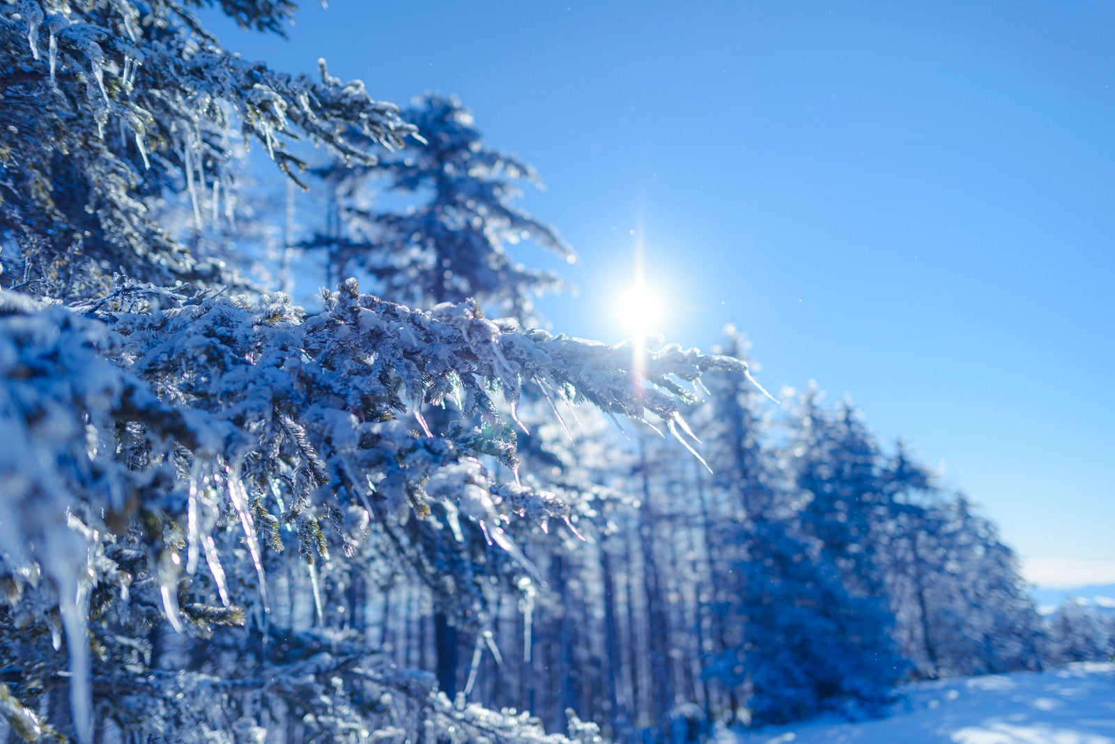 「凍った木々と太陽の光（雲取山）」の写真
