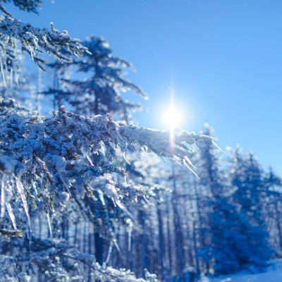 凍った木々と太陽の光（雲取山）の写真