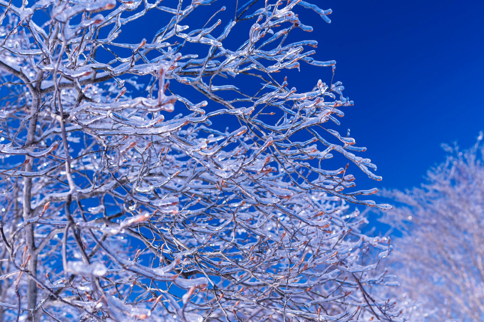 「凍った枝（雲取山）」の写真