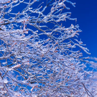 凍った枝（雲取山）の写真