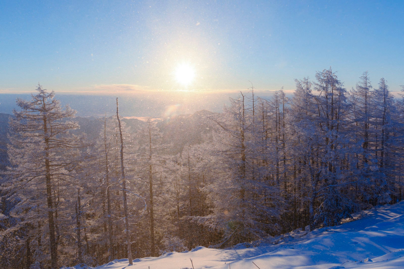 「午前の陽光が差す樹氷林（雲取山）」の写真