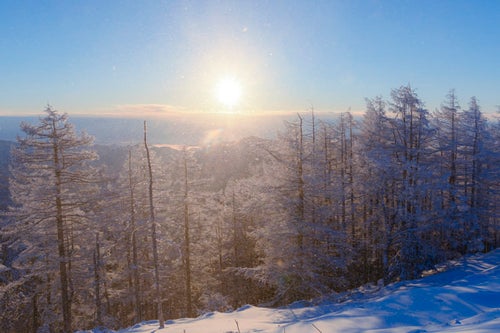 午前の陽光が差す樹氷林（雲取山）の写真