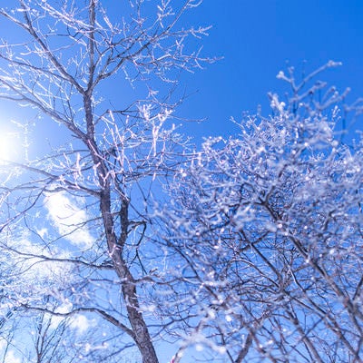 太陽の光を乱反射する凍った木々（雲取山）の写真
