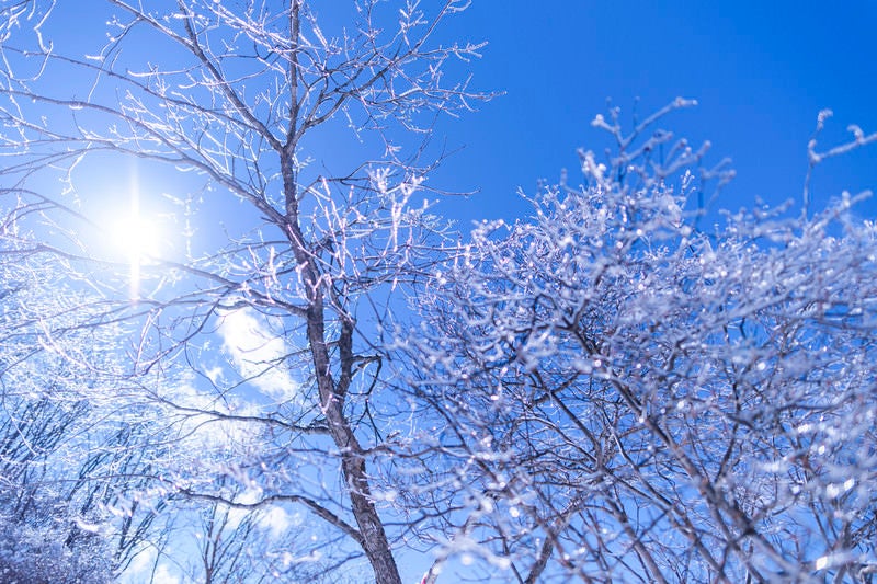 太陽の光を乱反射する凍った木々（雲取山）の写真