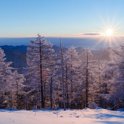 朝の光を受ける唐松の霧氷（雲取山）の写真