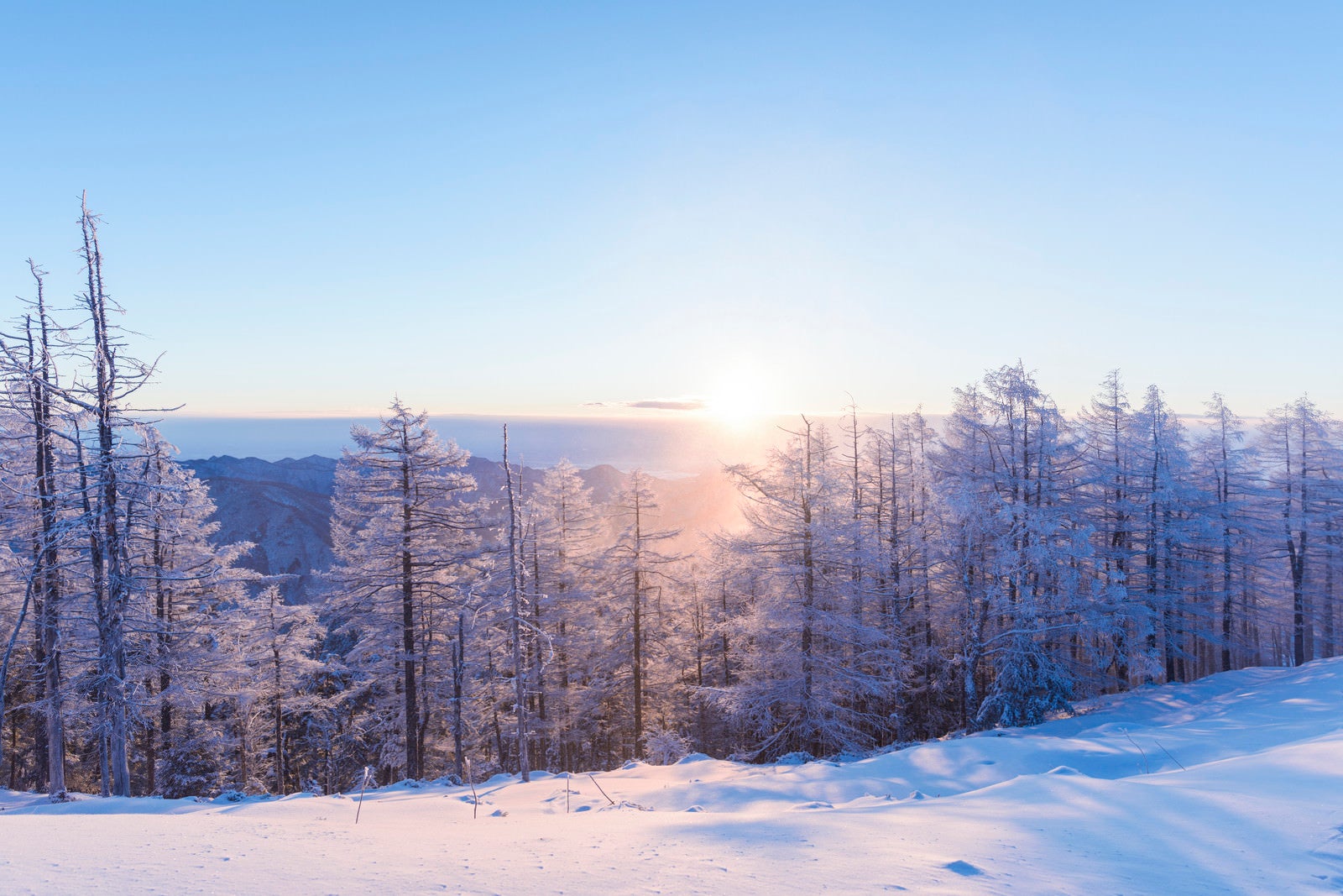 「朝日に照らされる霧氷と雪（雲取山）」の写真