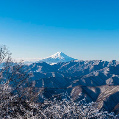 朝日に輝く富士山（雲取山）の写真